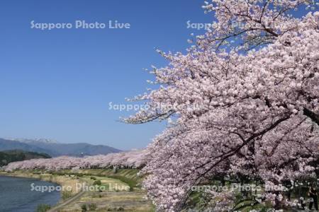 角館の桧木内川堤の桜並木