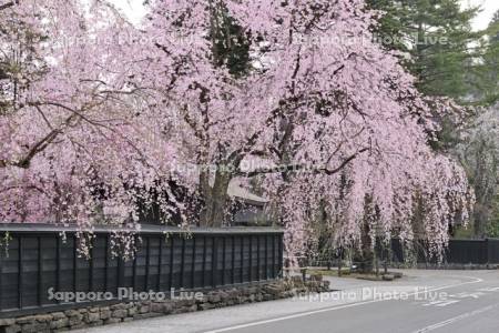 角館武家屋敷のシダレザクラ