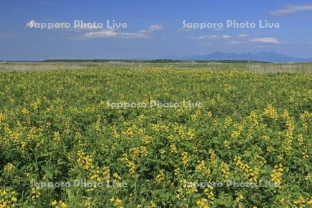 野付半島の原生花園・センダイハギ
