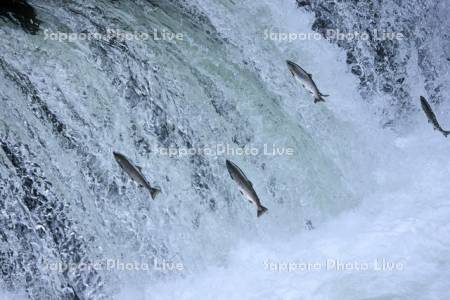 さくらの滝をジャンプするサクラマス