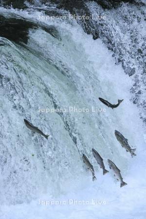 さくらの滝をジャンプするサクラマス
