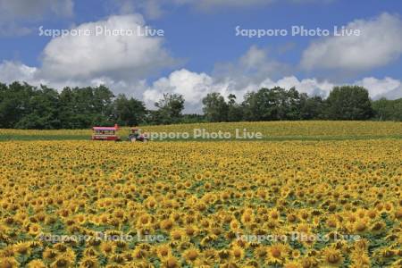 北竜町ひまわりの里