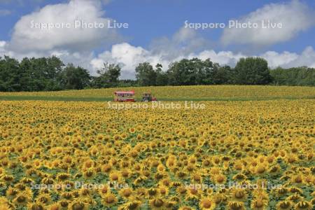 北竜町ひまわりの里