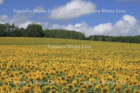 北竜町ひまわりの里