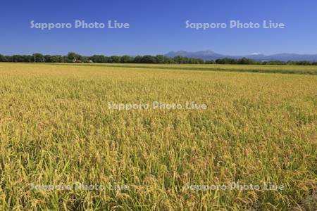 大雪山と稔る稲穂の田んぼ