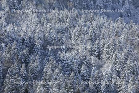 雪の針葉樹の森