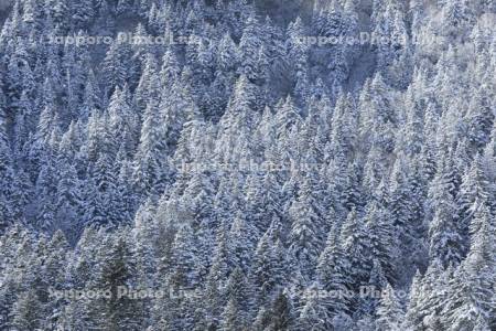 雪の針葉樹の森