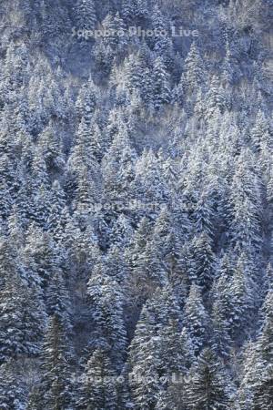 雪の針葉樹の森