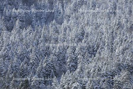 雪の針葉樹の森