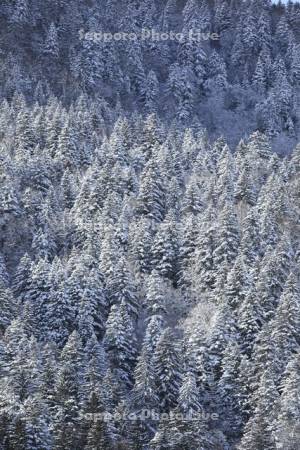 雪の針葉樹の森