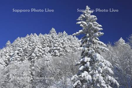 雄阿寒岳の霧氷の森
