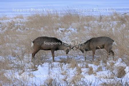エゾシカの角合わせ