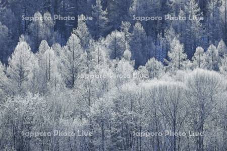 霧氷に輝く針葉樹の森