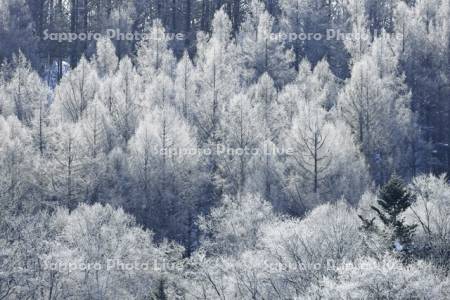 霧氷に輝く針葉樹の森