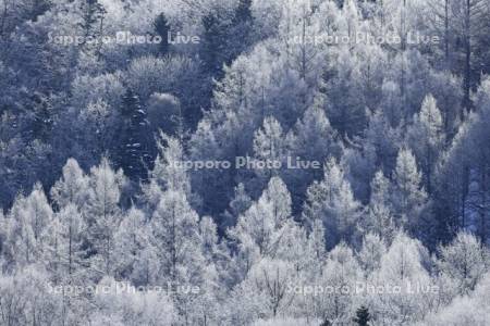 霧氷に輝く針葉樹の森