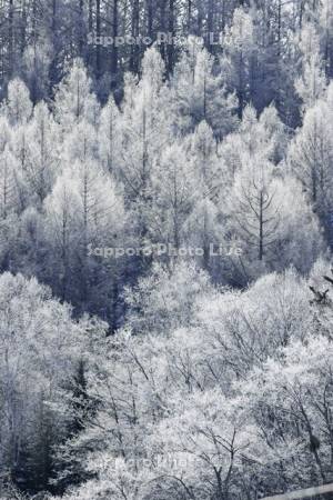 霧氷に輝く針葉樹の森