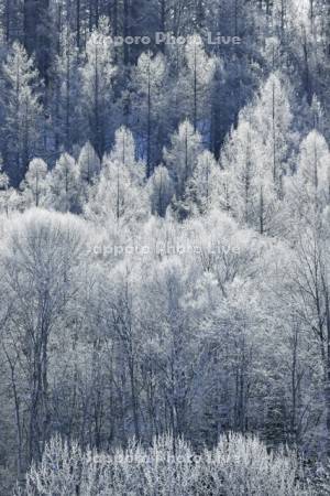 霧氷に輝く針葉樹の森