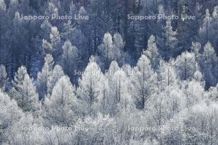 霧氷に輝く針葉樹の森