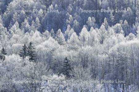 霧氷に輝く針葉樹の森