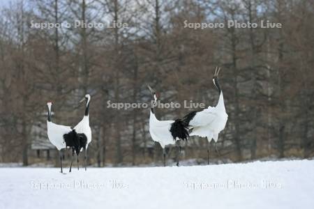 タンチョウの鳴きあい・鶴居伊藤タンチョウサンクチュアリ