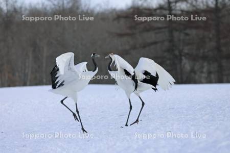 タンチョウの求愛ダンス・鶴居伊藤タンチョウサンクチュアリ
