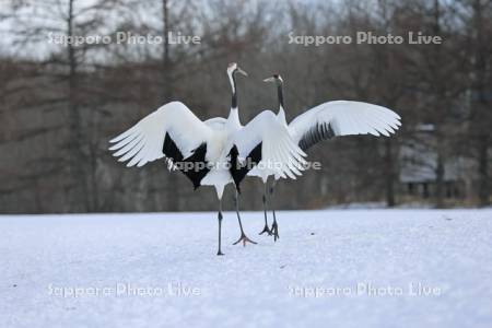 タンチョウの求愛ダンス・鶴居伊藤タンチョウサンクチュアリ