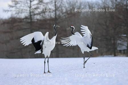 タンチョウの求愛ダンス・鶴居伊藤タンチョウサンクチュアリ