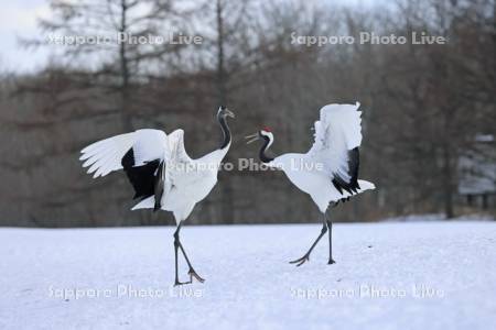 タンチョウの求愛ダンス・鶴居伊藤タンチョウサンクチュアリ