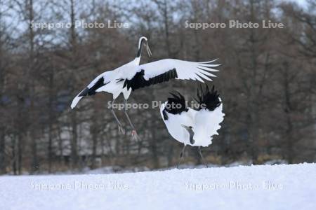 タンチョウの求愛ダンス・鶴居伊藤タンチョウサンクチュアリ