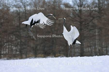 タンチョウの求愛ダンス・鶴居伊藤タンチョウサンクチュアリ