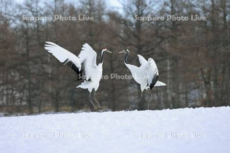 タンチョウの求愛ダンス・鶴居伊藤タンチョウサンクチュアリ