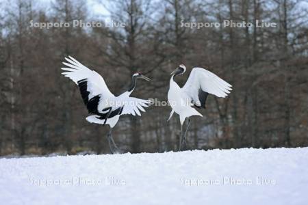 タンチョウの求愛ダンス・鶴居伊藤タンチョウサンクチュアリ