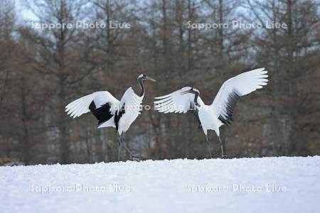 タンチョウの求愛ダンス・鶴居伊藤タンチョウサンクチュアリ