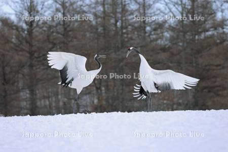 タンチョウの求愛ダンス・鶴居伊藤タンチョウサンクチュアリ