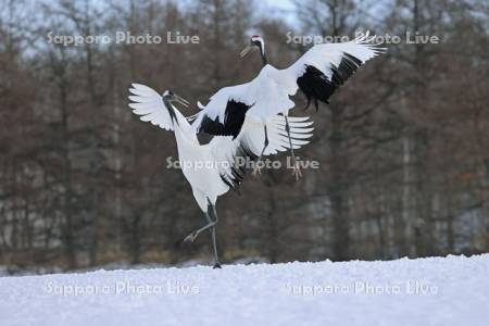 タンチョウの求愛ダンス・鶴居伊藤タンチョウサンクチュアリ