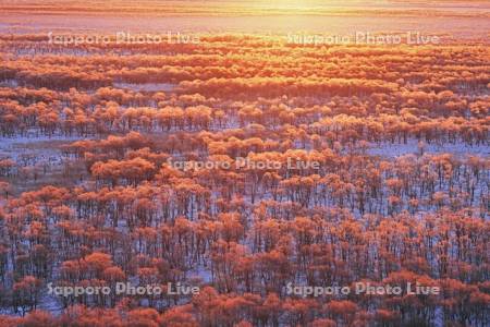 朝焼けに染まる霧氷の釧路湿原