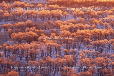 朝焼けに染まる霧氷の釧路湿原