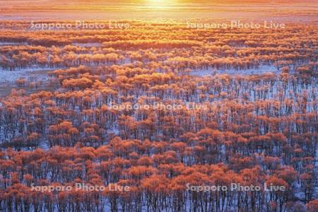 朝焼けに染まる霧氷の釧路湿原