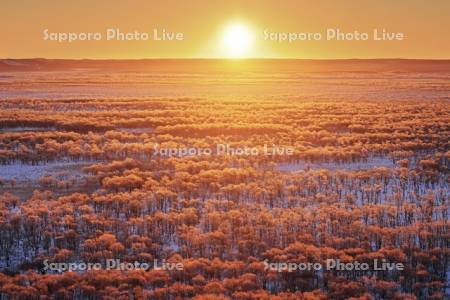 朝焼けに染まる霧氷の釧路湿原