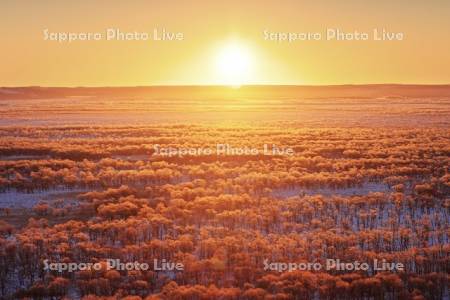 朝焼けに染まる霧氷の釧路湿原