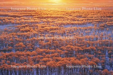 朝焼けに染まる霧氷の釧路湿原