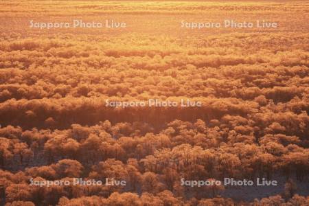 朝焼けに染まる霧氷の釧路湿原