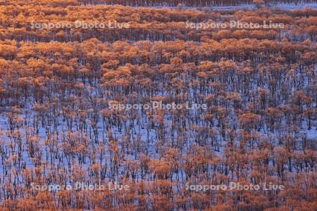 朝焼けに染まる霧氷の釧路湿原