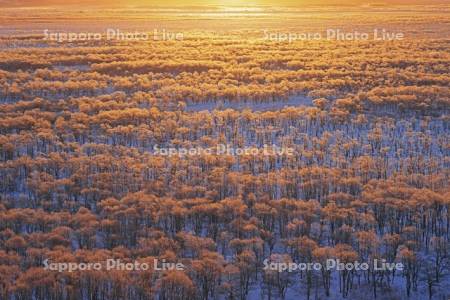 朝焼けに染まる霧氷の釧路湿原
