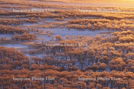 朝焼けに染まる霧氷の釧路湿原
