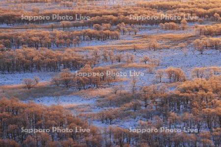 朝焼けに染まる霧氷の釧路湿原