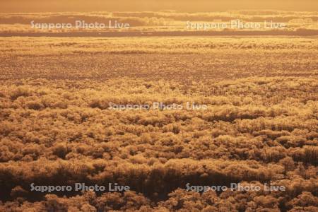 朝焼けに染まる霧氷の釧路湿原