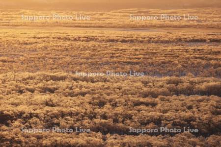 朝焼けに染まる霧氷の釧路湿原