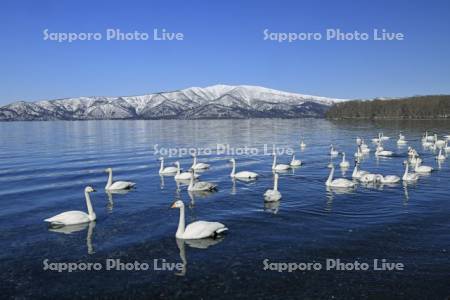 屈斜路湖の白鳥と藻琴山