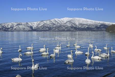 屈斜路湖の白鳥と藻琴山